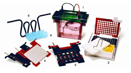 ����Trans-Blot�D(zhu��n)ӡ��