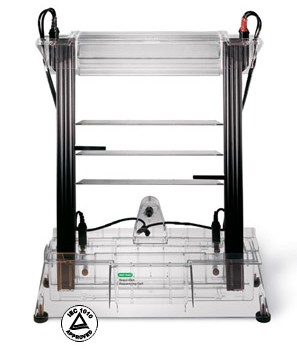 ����Sequi-Gen GT�y���Ӿ��